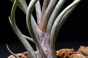 Tillandsia Pseudobaileyi - Striped Air plant: Medium 7-8"