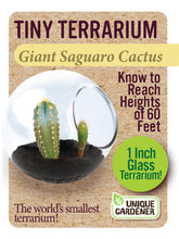 Load image into Gallery viewer, Tiny Terrarium Cactus
