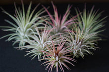 Load image into Gallery viewer, Tillandsia Ionantha  - Guatemala | Live Air Plant: Regular: 2 Inch
