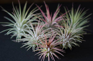 Tillandsia Ionantha  - Guatemala | Live Air Plant: Regular: 2 Inch