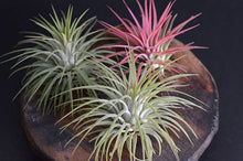 Load image into Gallery viewer, T. Ionantha Rubra Bulk (12+ Plants) | Live Air Plant : Regular
