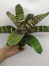 Load image into Gallery viewer, Vriesea Fosteriana | Live Plant: 8-12 Inches (Wide or Tall)
