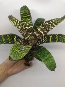 Vriesea Fosteriana | Live Plant: 8-12 Inches (Wide or Tall)