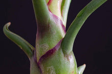Load image into Gallery viewer, Tillandsia Bulbosa - Guatemala | Live Air Plant: Medium: 4-5 Inches

