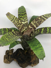 Load image into Gallery viewer, Vriesea Fosteriana | Live Plant: 8-12 Inches (Wide or Tall)
