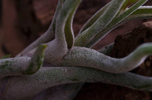 Load image into Gallery viewer, Tillandsia Caput Medusae | Live Air Plant: Small
