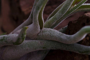 Tillandsia Caput Medusae | Live Air Plant: Small