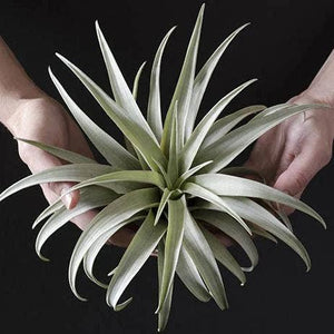 Tillandsia Capitata Yellow Star - Rare Live Air Plant: Small - 3-4 Inches