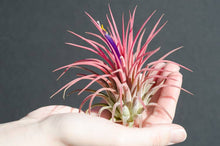 Load image into Gallery viewer, Tillandsia Ionantha Rubra | Live Air Plant, Air Plants: Regular
