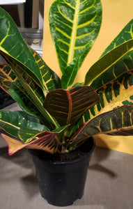 4" Croton - Petia