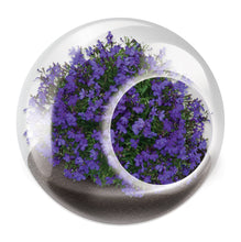 Load image into Gallery viewer, Tiny Terrariums Flowering
