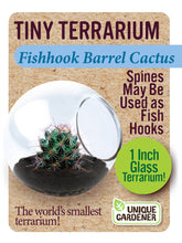 Load image into Gallery viewer, Tiny Terrarium Cactus

