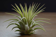 Load image into Gallery viewer, T. Ionantha Rubra Bulk (12+ Plants) | Live Air Plant : Regular
