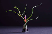 Load image into Gallery viewer, Tillandsia Bulbosa - Guatemala | Live Air Plant: Medium: 4-5 Inches
