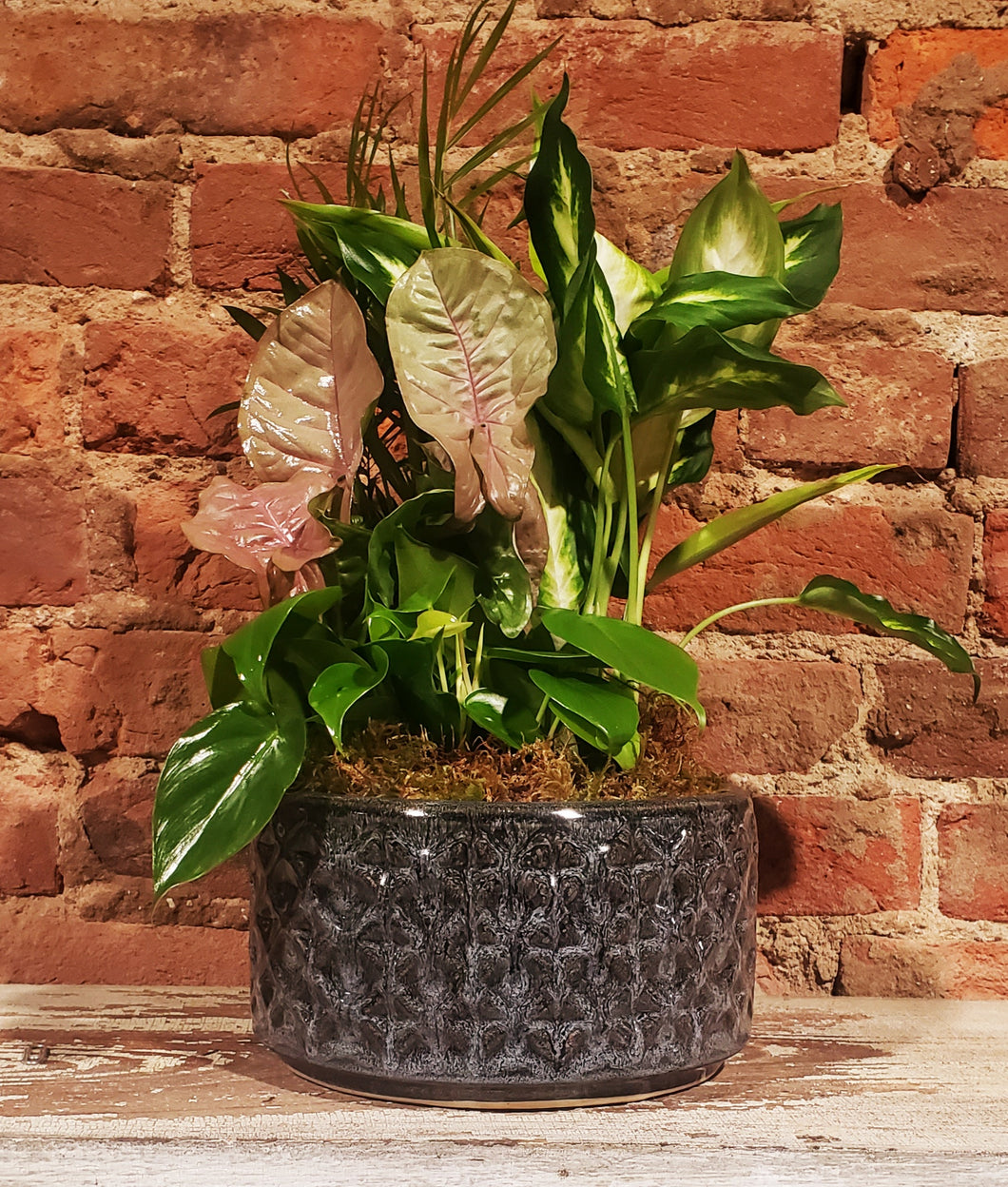 Dish garden - $48.50