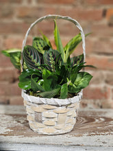 Load image into Gallery viewer, Dish garden - $48.50
