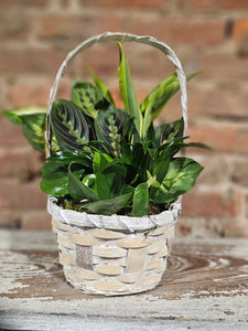 Dish garden - $48.50