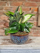 Load image into Gallery viewer, Dish garden - $48.50
