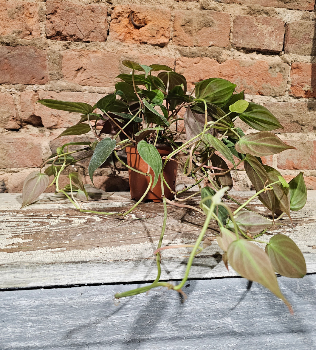 Philodendron - Micans  - 4