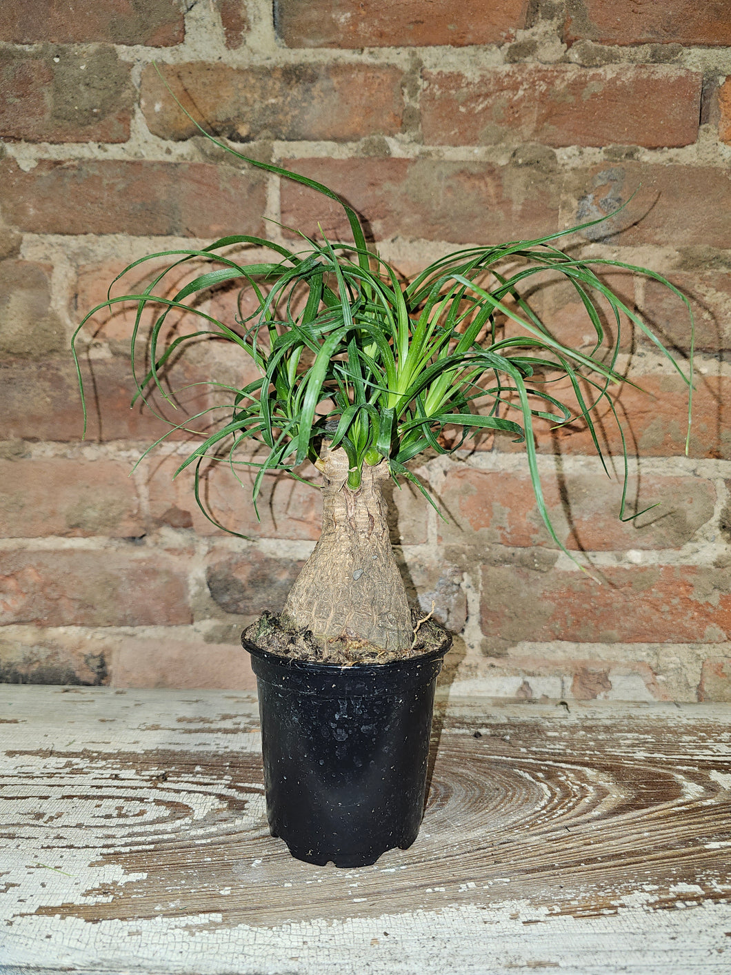 Ponytail Palm - 4