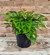 Load image into Gallery viewer, Monstera - Swiss Cheese 6&quot;
