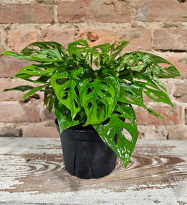 Monstera - Swiss Cheese 6"