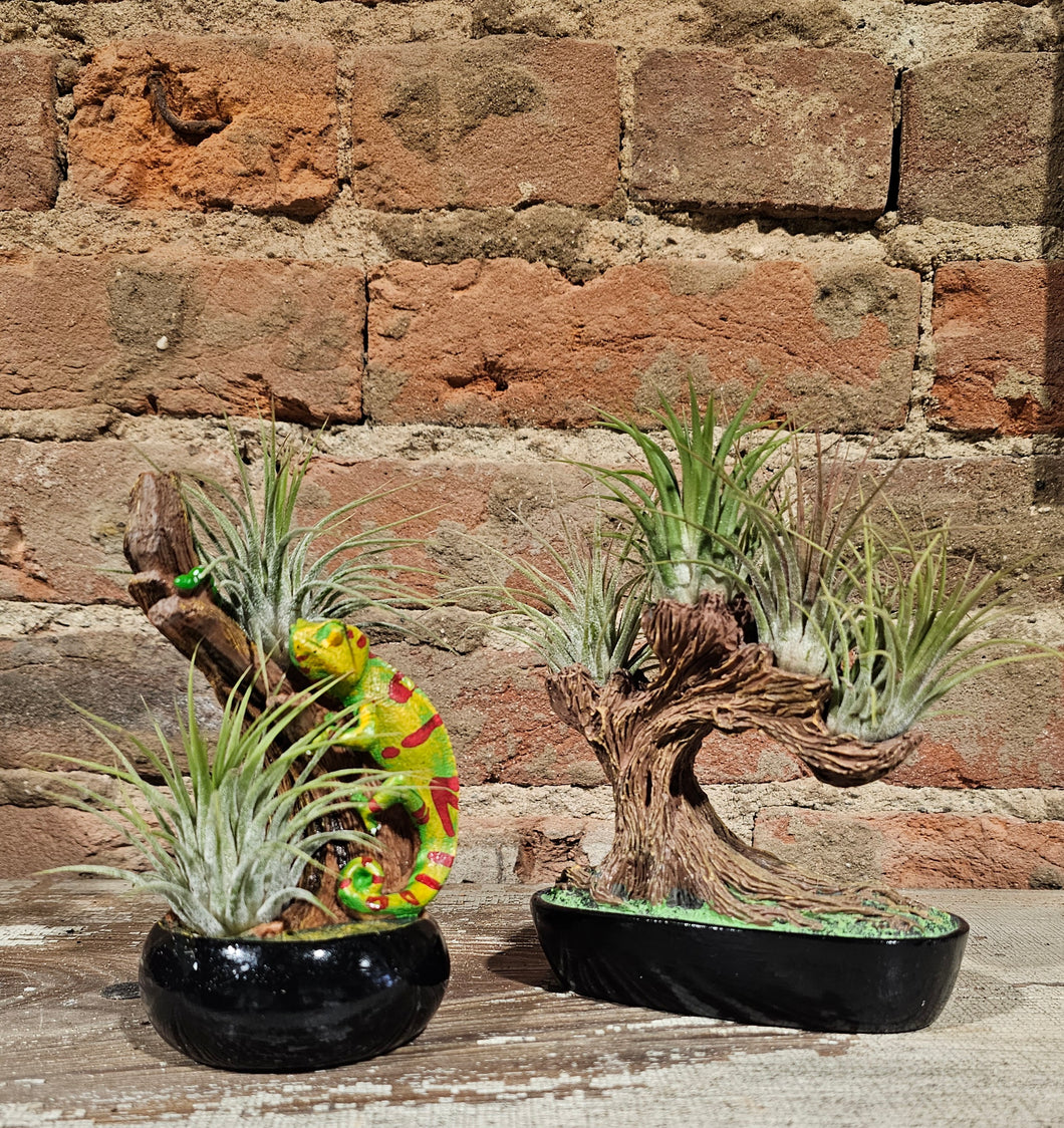 Air Plants (Asst. Whimsical)