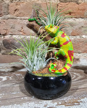 Load image into Gallery viewer, Air Plants (Asst. Whimsical)
