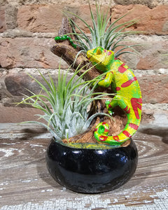 Air Plants (Asst. Whimsical)