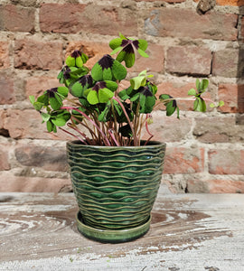 Shamrock - 4"