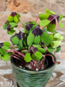 Shamrock - 4"