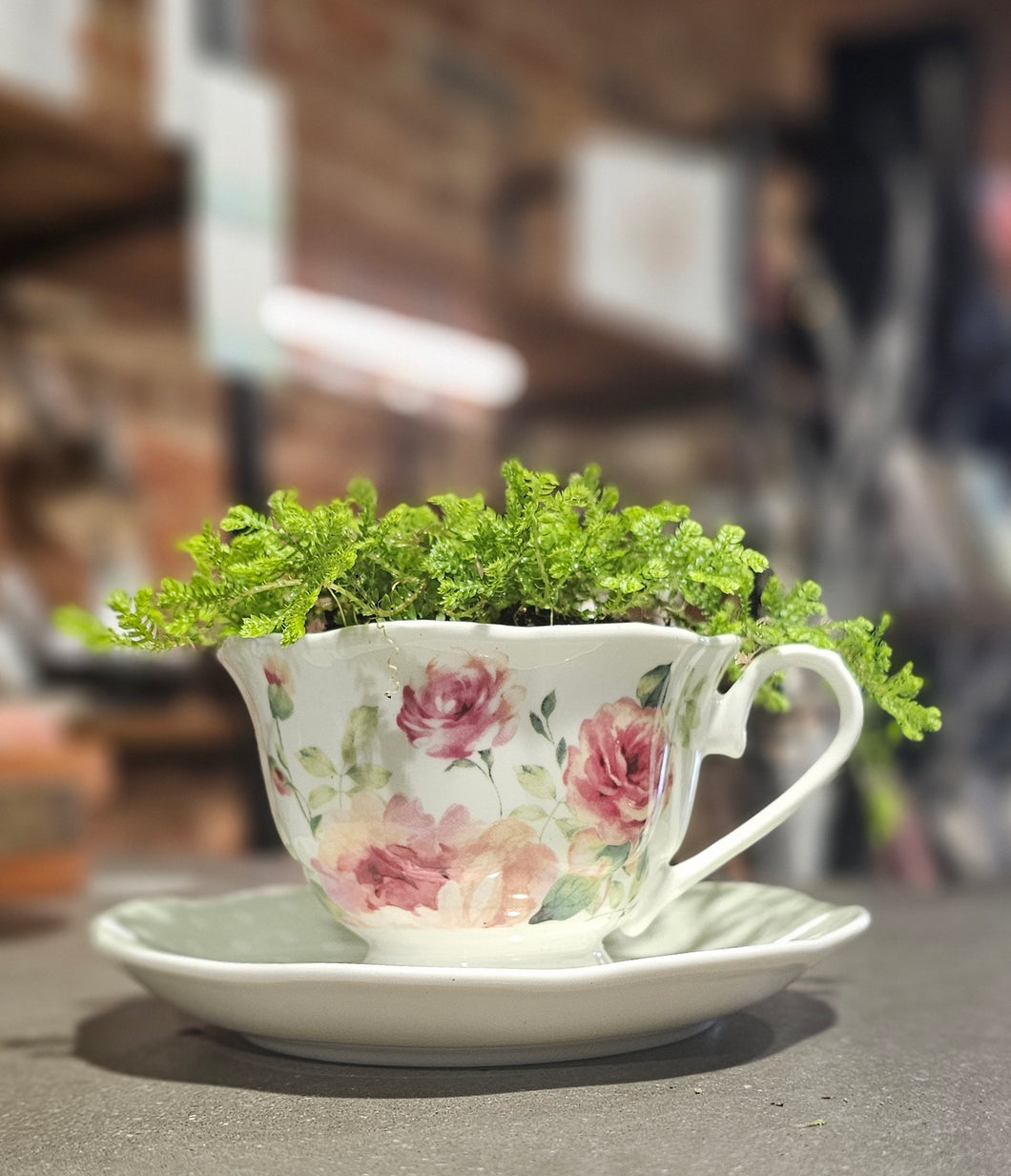 Tea Cup w/ Plant - Asst.