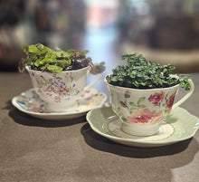 Load image into Gallery viewer, Tea Cup w/ Plant - Asst.
