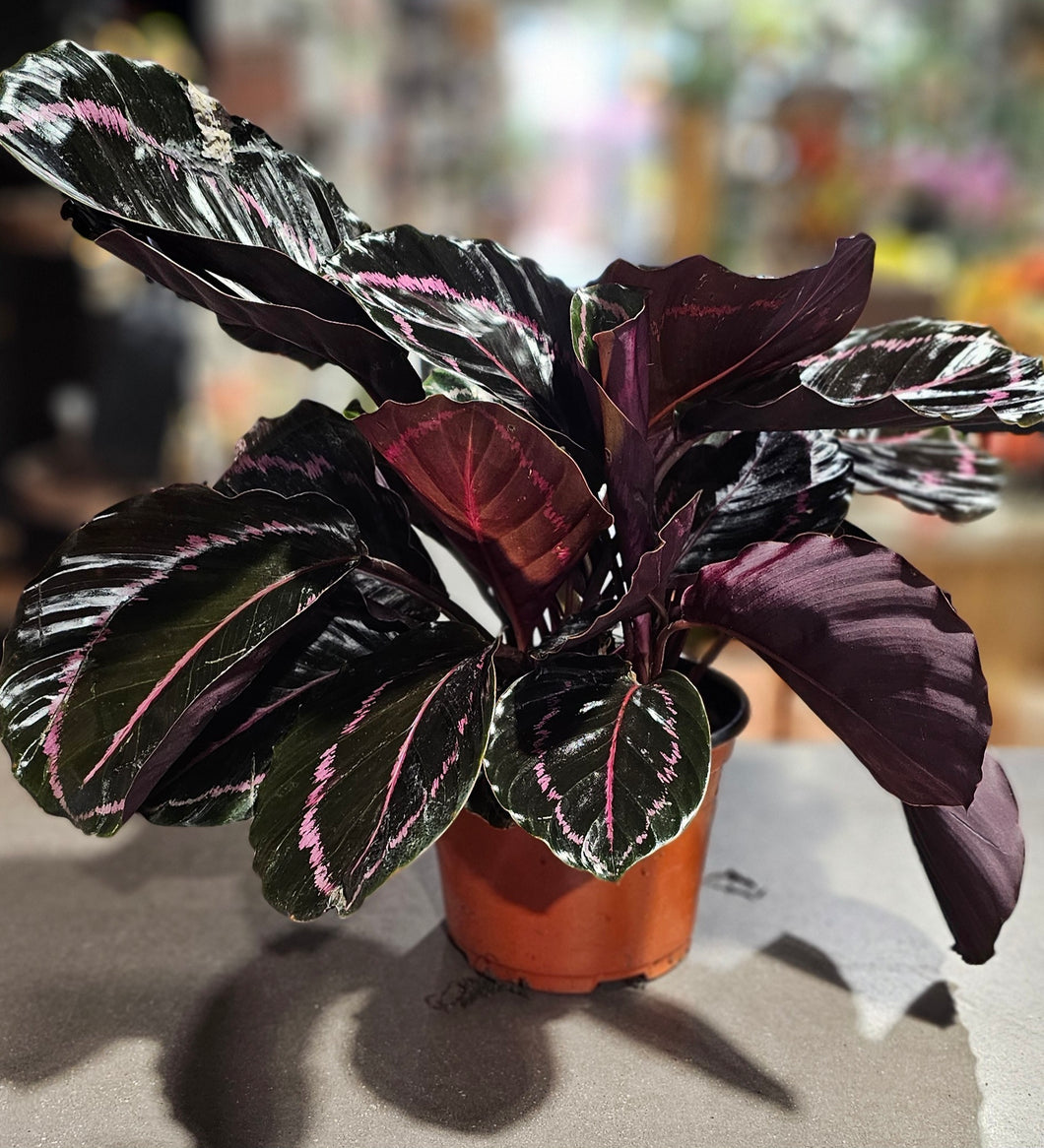 Calathea - Rose Painted - 6