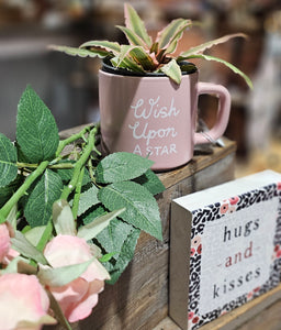 Cryptanthus Pink Star