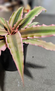 Cryptanthus Pink Star