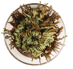 Dinosaur Plant