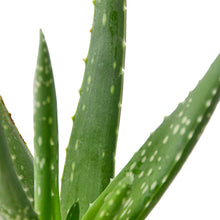 Load image into Gallery viewer, ALOE VERA 4-inch
