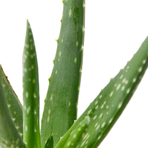 ALOE VERA 4-inch