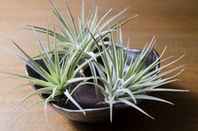 Load image into Gallery viewer, Tillandsia Plagiotropica Purple Form | Live Air Plant: Medium 3-4 Inches
