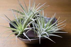 Tillandsia Plagiotropica Purple Form | Live Air Plant: Medium 3-4 Inches
