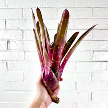 Load image into Gallery viewer, Neoregelia Red Goodies - Live Bare Root Plant: Mature
