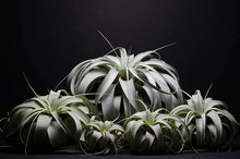 Load image into Gallery viewer, Tillandsia Xerographica - &quot;Queen of Air Plants&quot;  - Air Plant: Medium: 6 Inch
