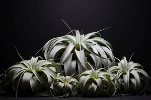 Tillandsia Xerographica - "Queen of Air Plants"  - Air Plant: Medium: 6 Inch