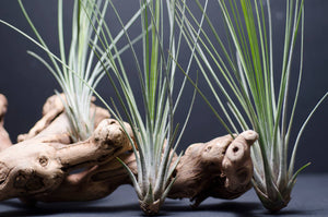Tillandsia Juncifolia | Live Air Plant, Air Plants: Large 10+"