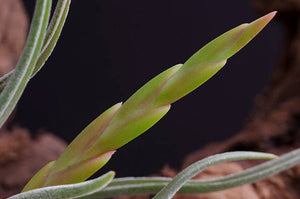 Tillandsia Caput Medusae | Live Air Plant: Small