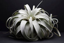 Load image into Gallery viewer, Tillandsia Xerographica - &quot;Queen of Air Plants&quot;  - Air Plant: Medium: 6 Inch
