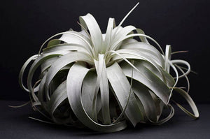 Tillandsia Xerographica - "Queen of Air Plants"  - Air Plant: Medium: 6 Inch