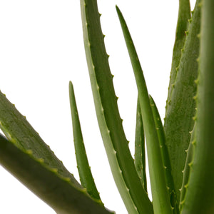 ALOE VERA 4-inch