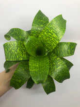 Load image into Gallery viewer, Vriesea Fenestralis | Live Plant: 7-9 Inches (Wide or Tall)
